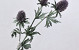 Thistle Spray Purple 78cm