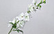 Delphinium Spray White 91cm