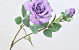 Tintagel Spray Rose Lavender 63cm