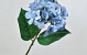 Hydrangea Blue 66cm