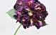 Hydrangea Dark Purple 40cm