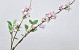 Cherry Blossom Pink 115cm