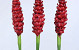 Alpinia 90cm rouge
