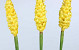 Alpinia 90cm jaune