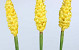 Alpinia 90cm yellow