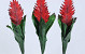 Bromelia 45cm rouge