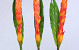 Bromelia 94cm oranje