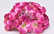 Hortensia Kop D16cm Fuchsia