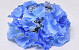 Hortensia Kop D16cm Blauw