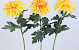 Dahlia Spider 65cm jaune