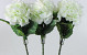 Hortensien Giant 75cm Weiss