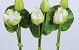 Lotus Flower 80cm white