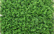 Green Fern Mat 100x100cm