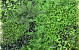 Groene Planten Mat 1x1m Mix