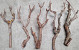 Flieder Holz 30-50cm
