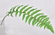 Ladder Fern Leaf 70cm