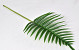 Fern Palm Green 65cm