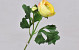Ranunculus Yellow 35cm