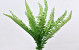 Boston Fern 48cm