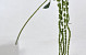 Amaranthus Green 66cm