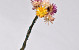 Mini Bouquet Helichrysum 5pcs 30cm