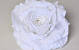 Rose D15cm Blanc