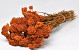 Achillea Parker Orange 60cm