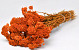 Bouquet Achillea Parker Orange 60cm