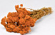 Achillea Parker Orange 60cm