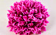 Chrysant D16cm Fuchsia