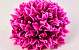 Chrysanthemum D16cm Fuchsia
