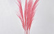 Pampas grass 90-110cm Light Pink