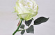 Tea Rose Green-White 33cm