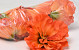Hibiscus D14cm Orange