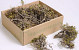 Mini Bonsai 12-18cm 10-Pack