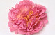 Peony D18cm Old Pink