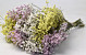 Limonium Mix 25pcs Big Pack