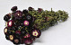 Helichrysum Dark Purple 45cm