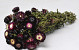 Helichrysum Donkerpaars 45cm