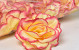 Rose D10cm Gelb