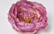 Peony D16cm Lilac