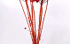 Achillea Parker Helder Rood 70cm