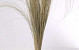 Beachgrass 140cm