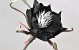 Blume Schaumstoff Schwarz, D 20cm