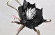 Foam Flower black, D 20cm