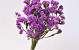 Statice Sinuata Lilac 70cm