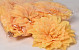 Dahlia Pêche D20cm