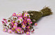 Acroclinium Rose 50cm 2nd Quality