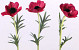 Anemone 30cm red