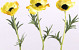 Anemone 30cm yellow